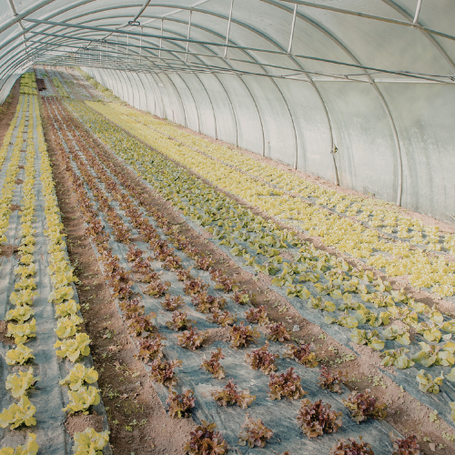 Plastik Sera Örtüsü